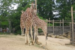 Week-end au zoo d'Amnéville