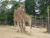 Les girafes